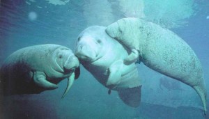 manatees